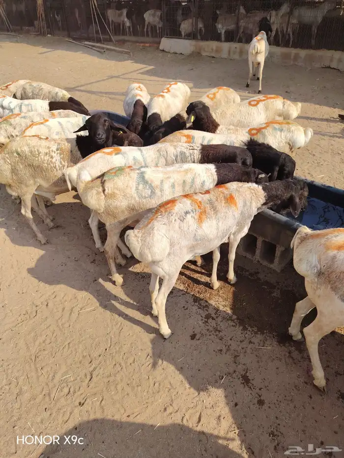 برابر صومالية جملة وتفريد بأسعار طيبة 1