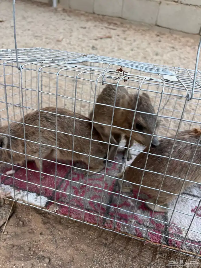 للبيع زوجين 5