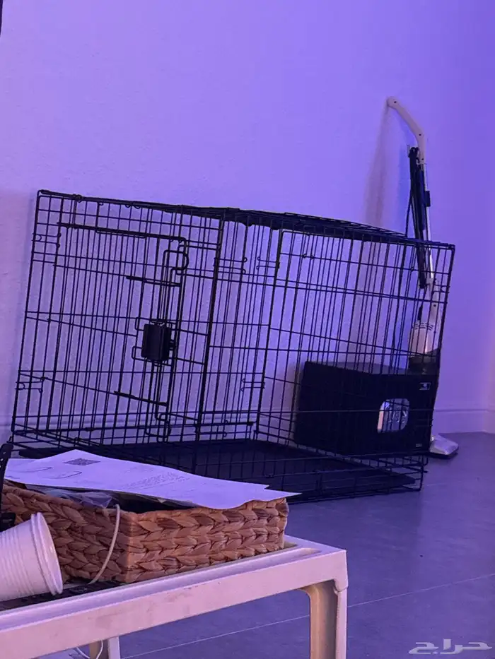 كلب للبيع pug بق 4