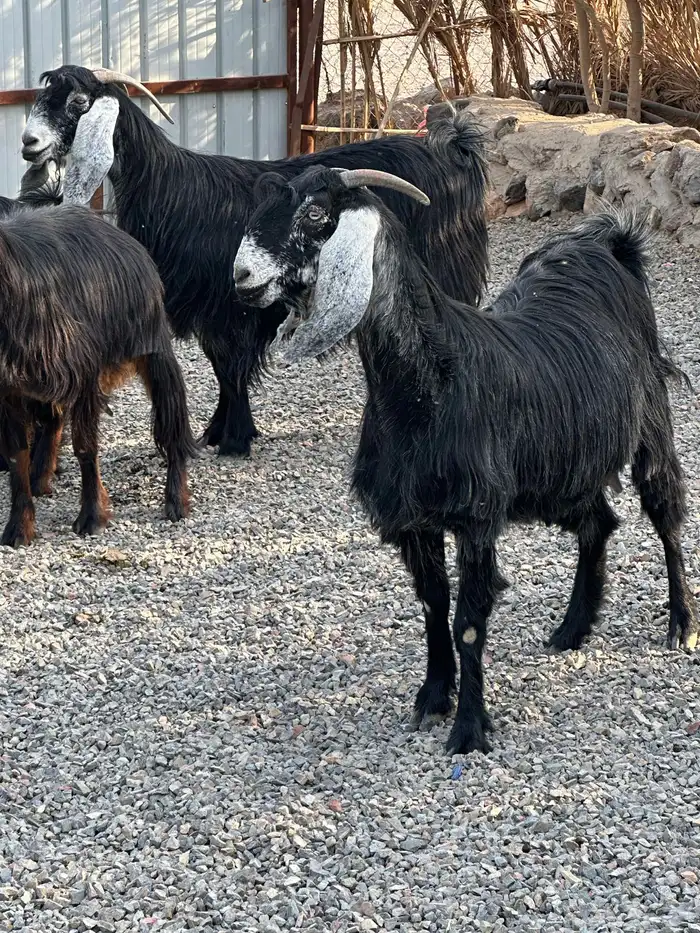 معزاء عوراض درجة أولى جروم ناهية 17