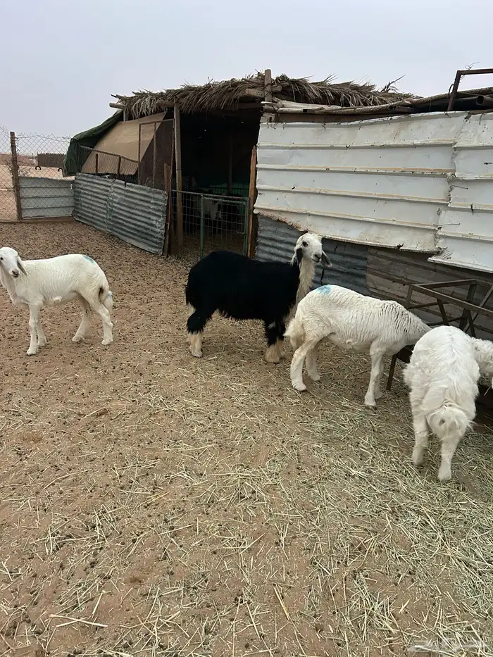 نجدي للبيع 0