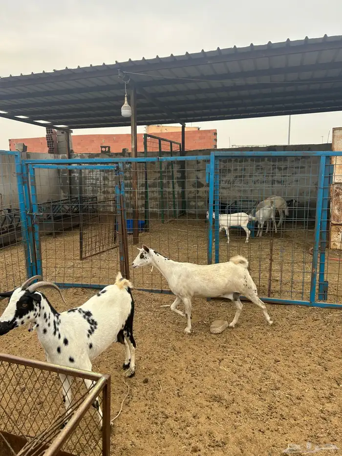 معزا جنوبيات دفيع 4