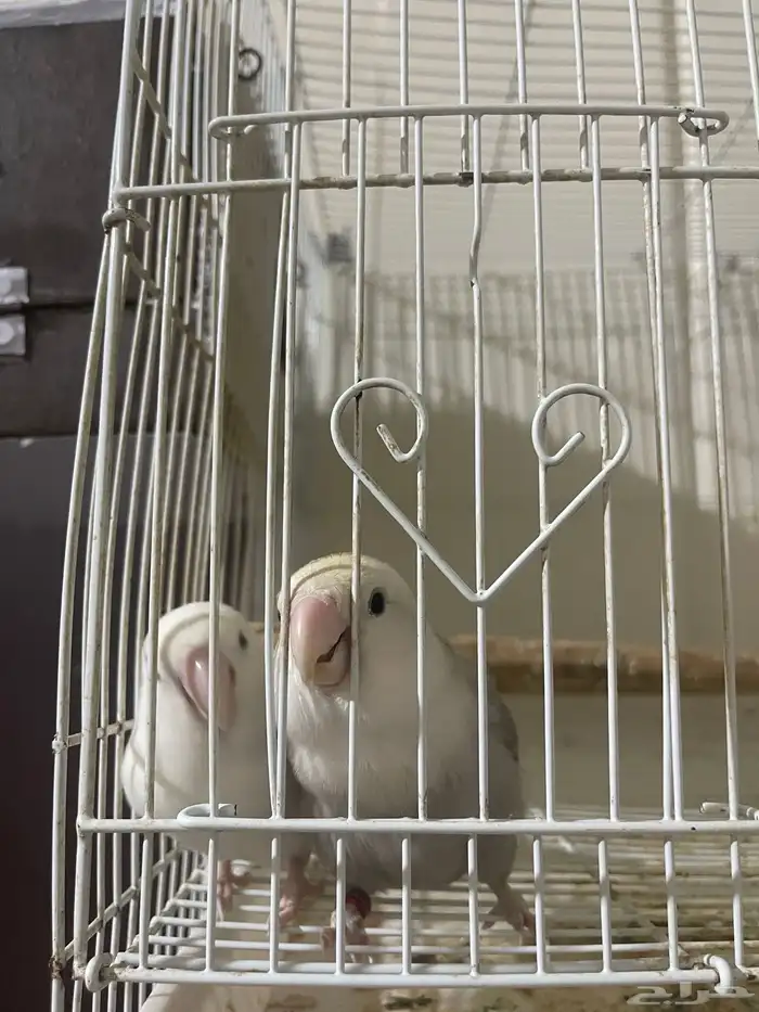 زوج روز تحته بيض 1