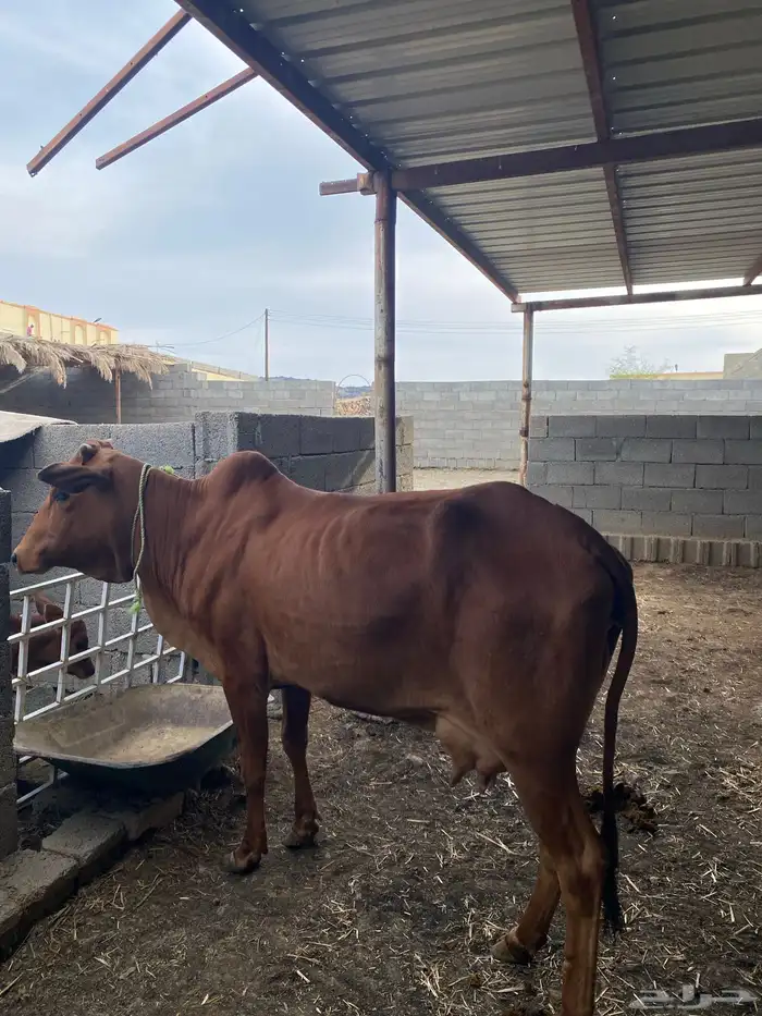 بقره رباع خلفه 0