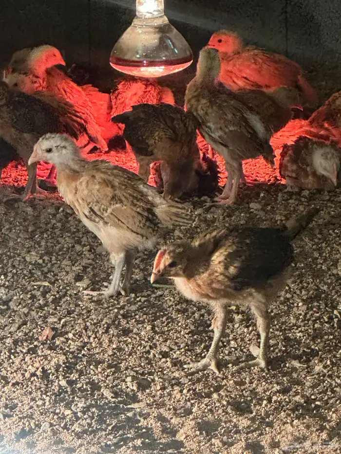 صوص المدينه 0