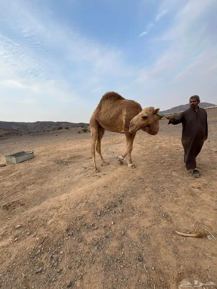 بعير ثني ابوه على كنق الطهيمي طيب 0