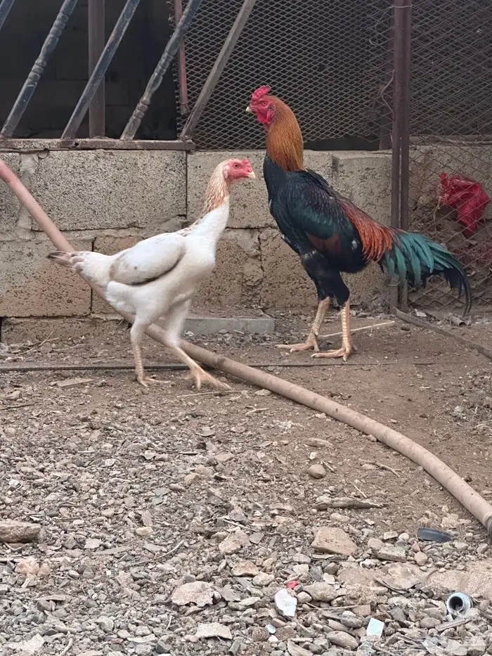 دجاج شامو ياباني للبيع 0