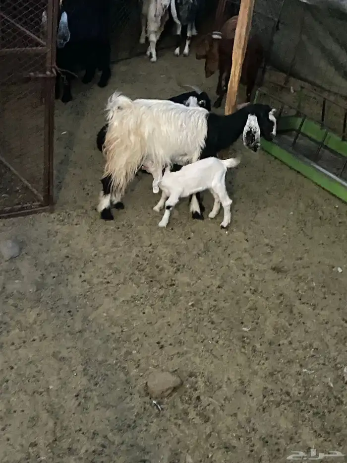 عنز والد وبنتها وعنز حواء 0