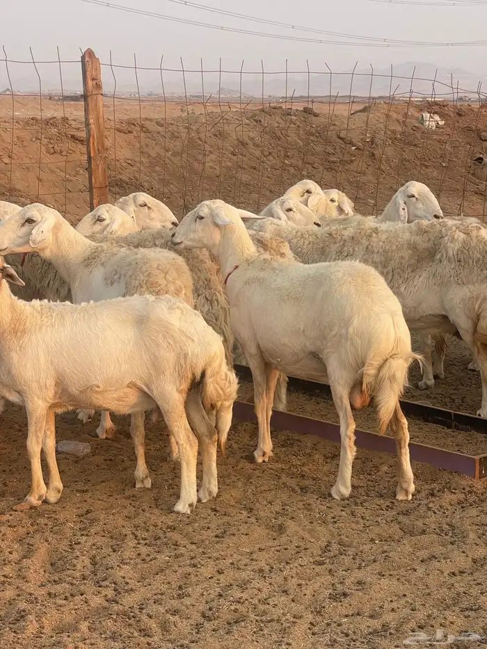 غنم حريات حرش مراح ولد ودفيع غنم كفووو ماشاءالله 9