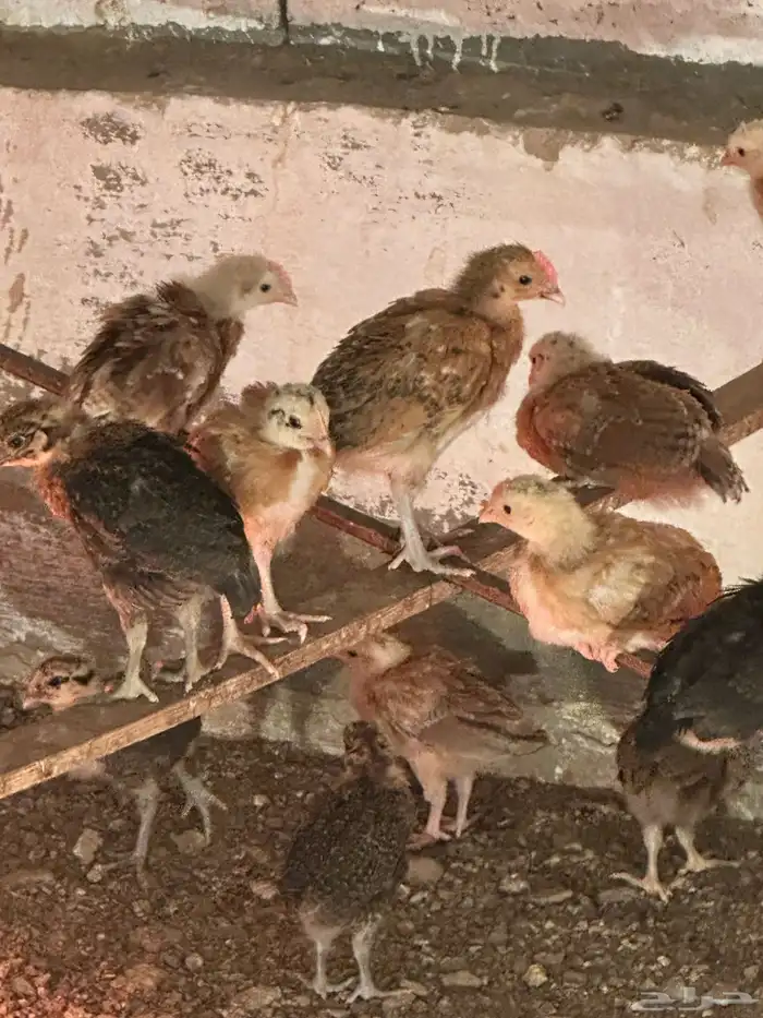 صوص المدينه 1