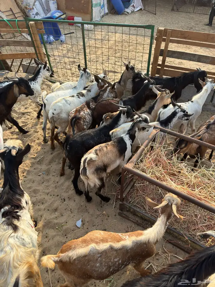 تيوس يمانيه اخت البلدي 2