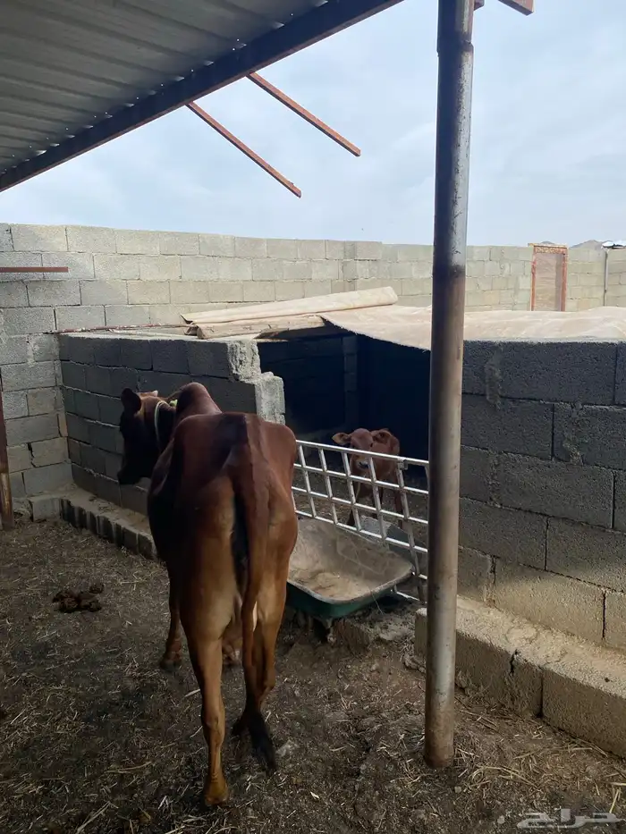 بقره رباع خلفه 3