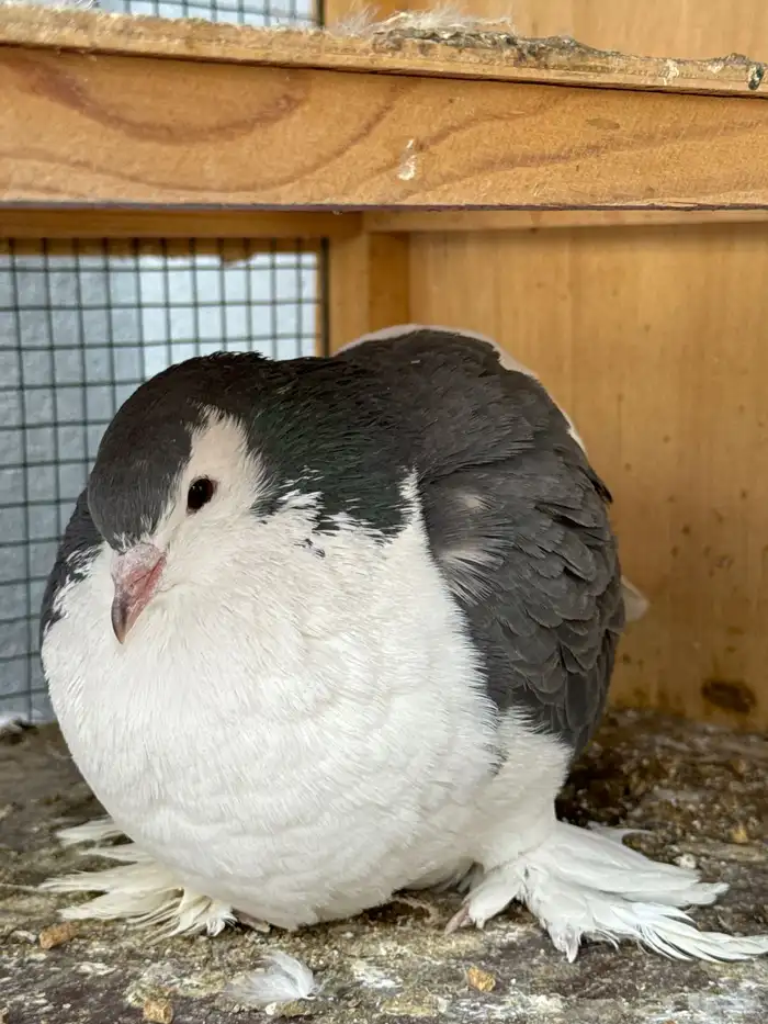 محكر حمام وقفص وحمام شرازي وكينق 3