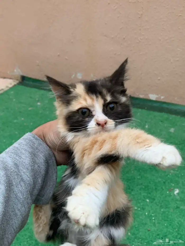 12 قطط لتبني 3