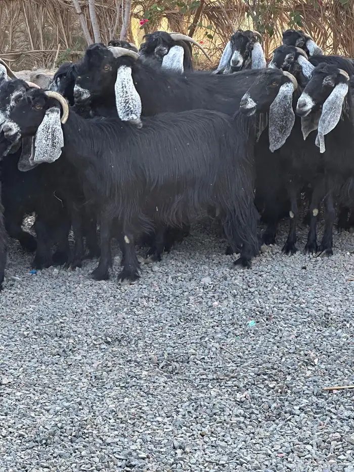 معزاء عوراض درجة أولى جروم ناهية 9