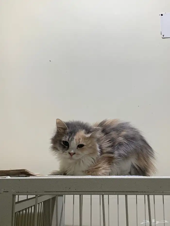 12 قطط لتبني 13