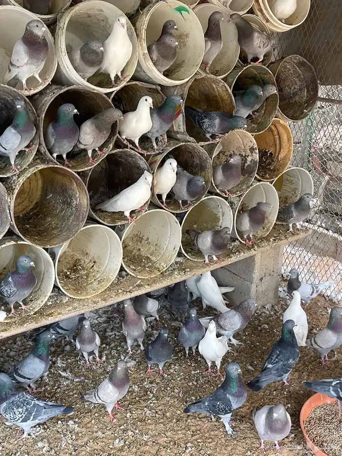 حمام سلفر وزاجل 2