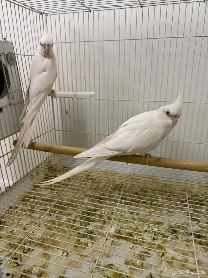 اجواز كروان شرط انتاج 5