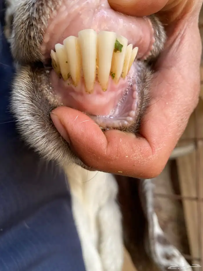 عنز والد مصرية فروع 8