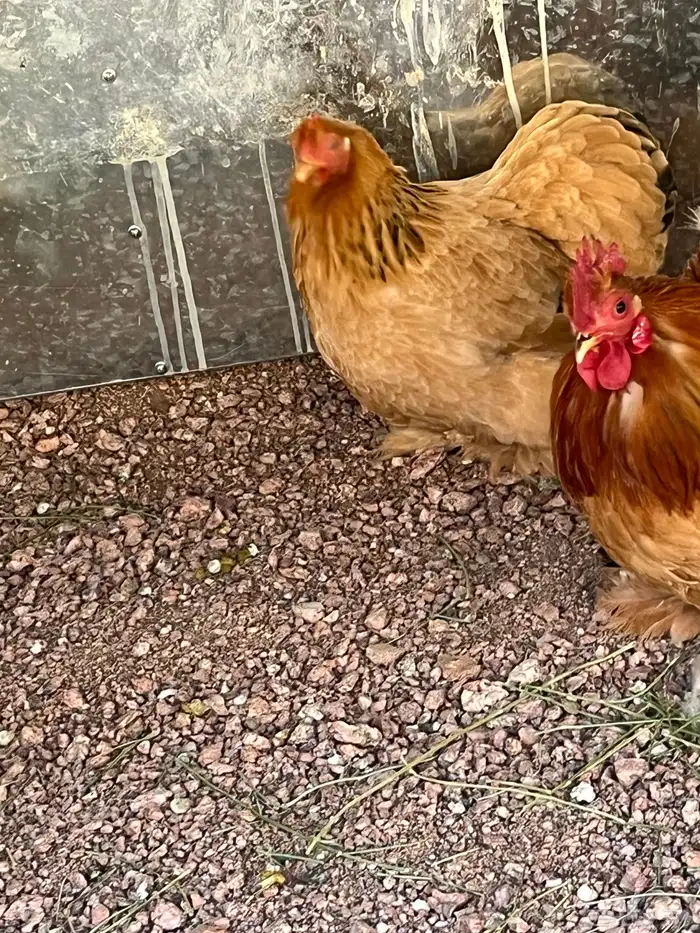 ديك ودجاجتين كوشن قزم لون بوف لون جميل 1