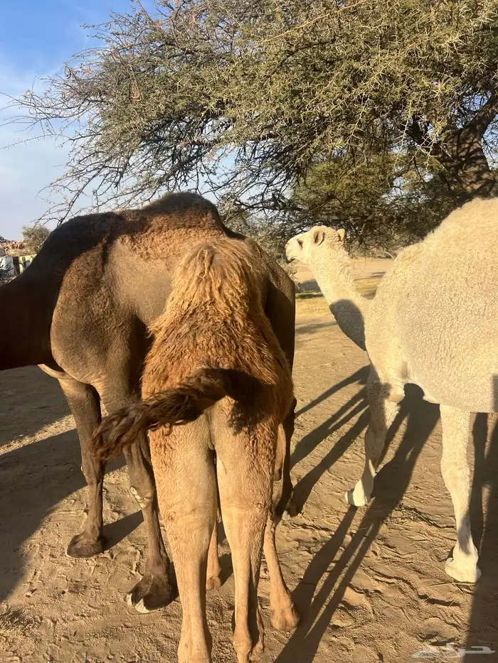 حاشي لباني على حليب امه 5