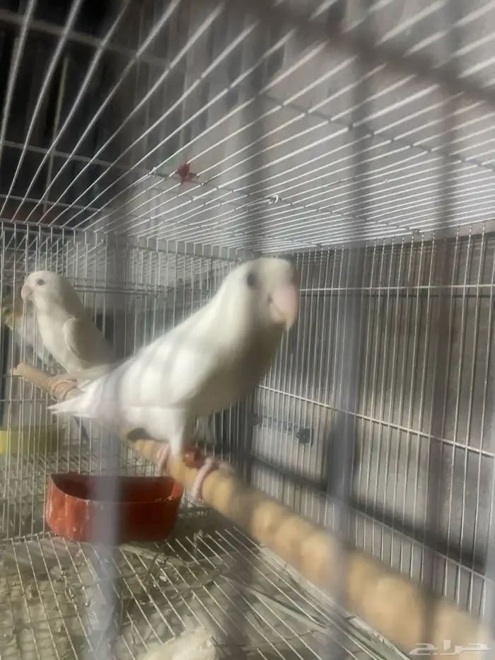 جوز باكستاني جوز هولاندي روز منتجين العدد 4 1