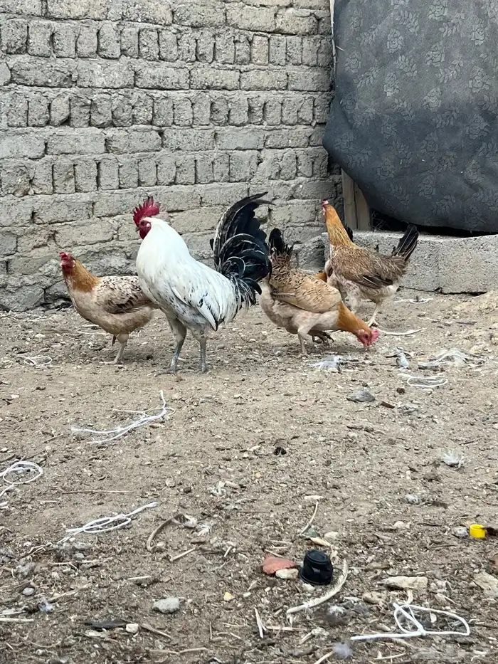 دجاج بلدي مسكت 0