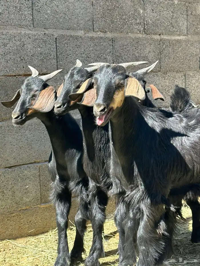 ماعز دغس فواخر 0