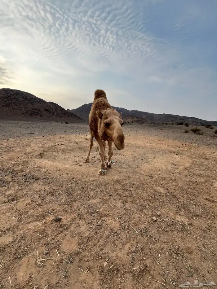 بعير ثني ابوه على كنق الطهيمي طيب 6