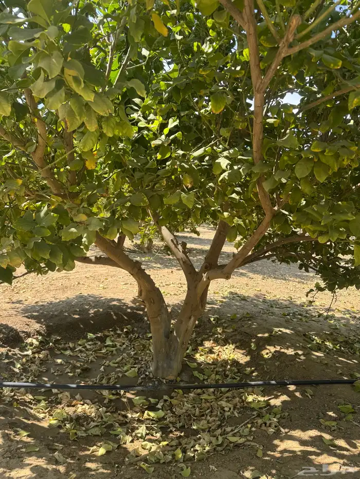 ليمون أضالي شجر كبير   من 5 بوص وأكبر مثمر العمر من 6 سنوات 3