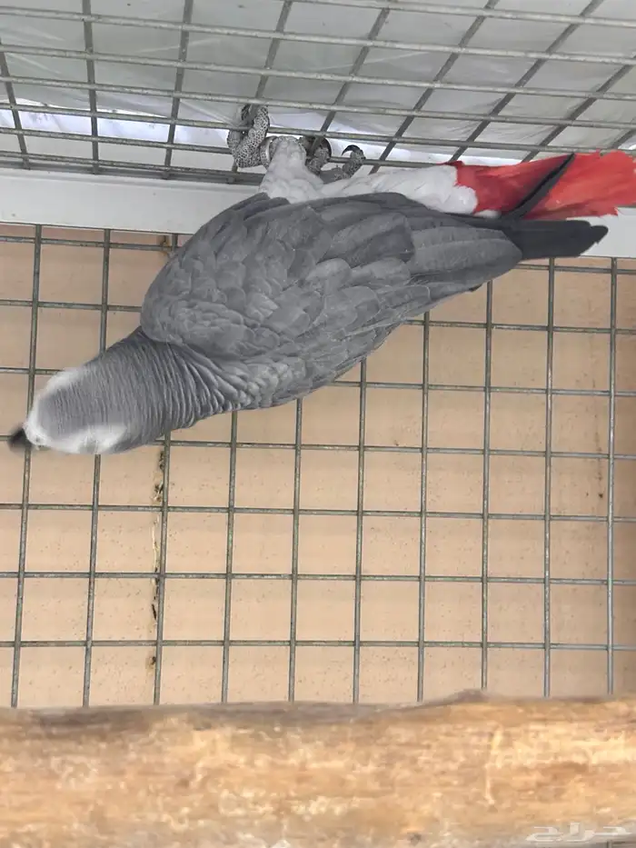 ذكر كاسكو 10