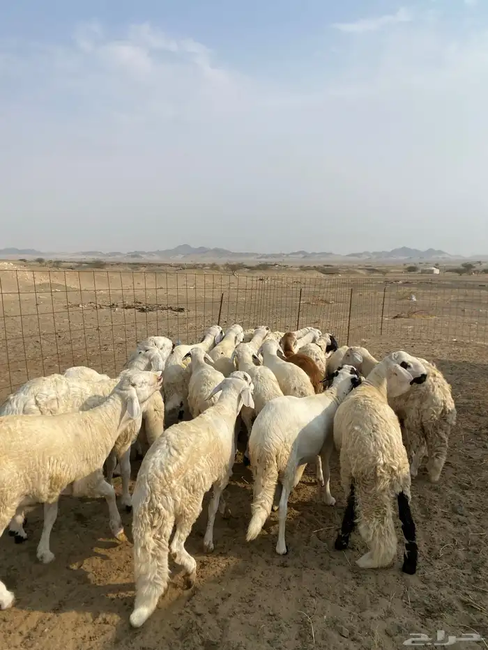 طليان سواكن تربيه شرط الجودة والنظافة 1