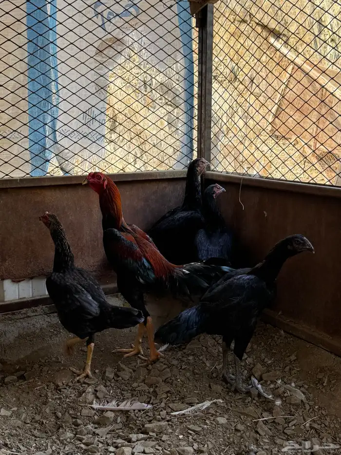 للبيع دجاج باكستاني 1