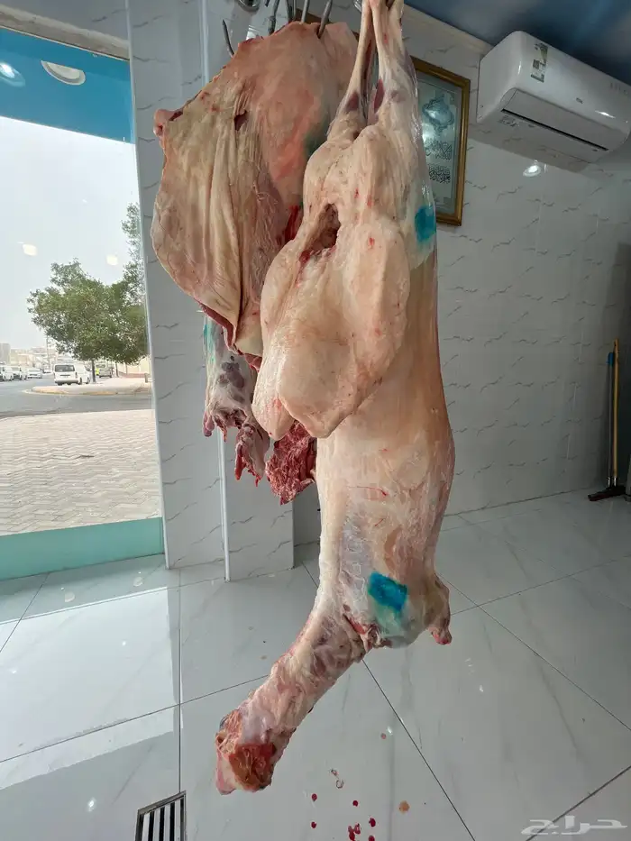 نعيمي جذع وزن 30 كيلو ب 1750   حوار بلدي 1