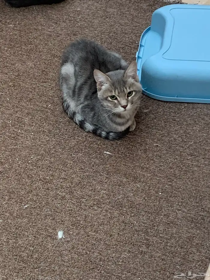 12 قطط لتبني 11