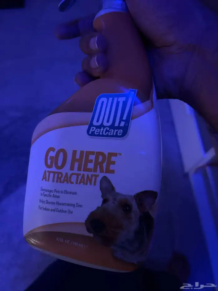 كلب للبيع pug بق 2