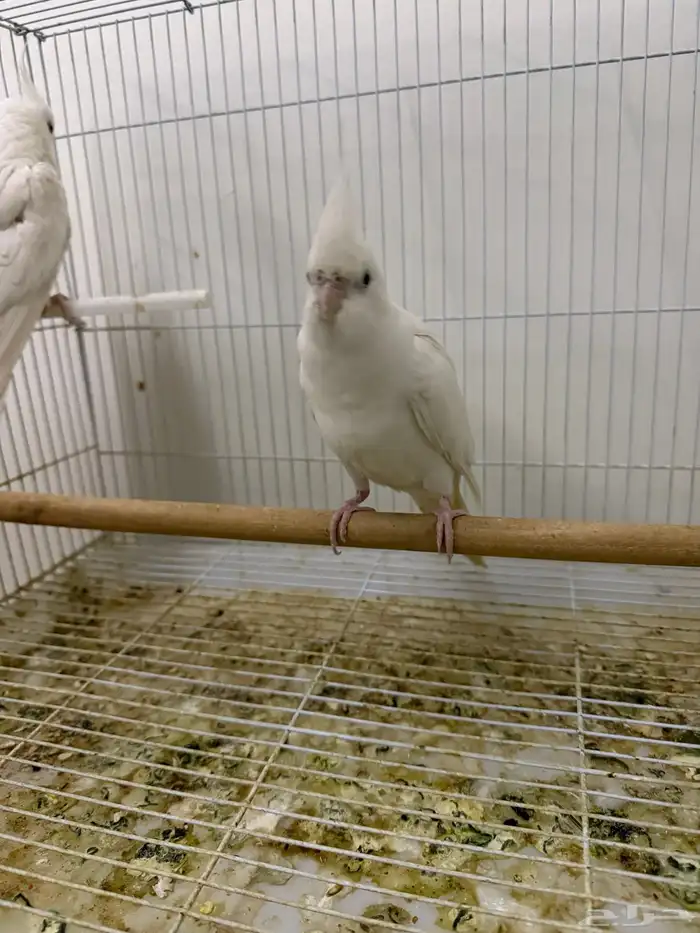 اجواز كروان شرط انتاج 7