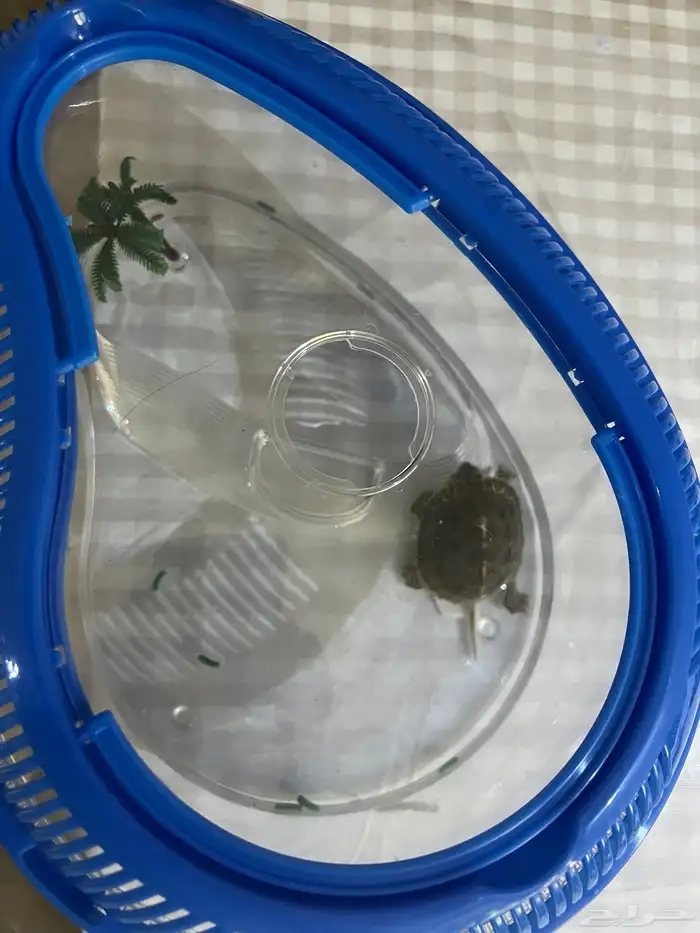 سلحفاة برمائية 0