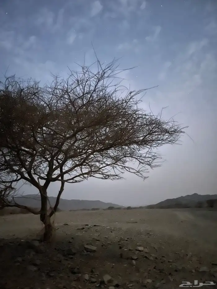 مطلوب كامري 0