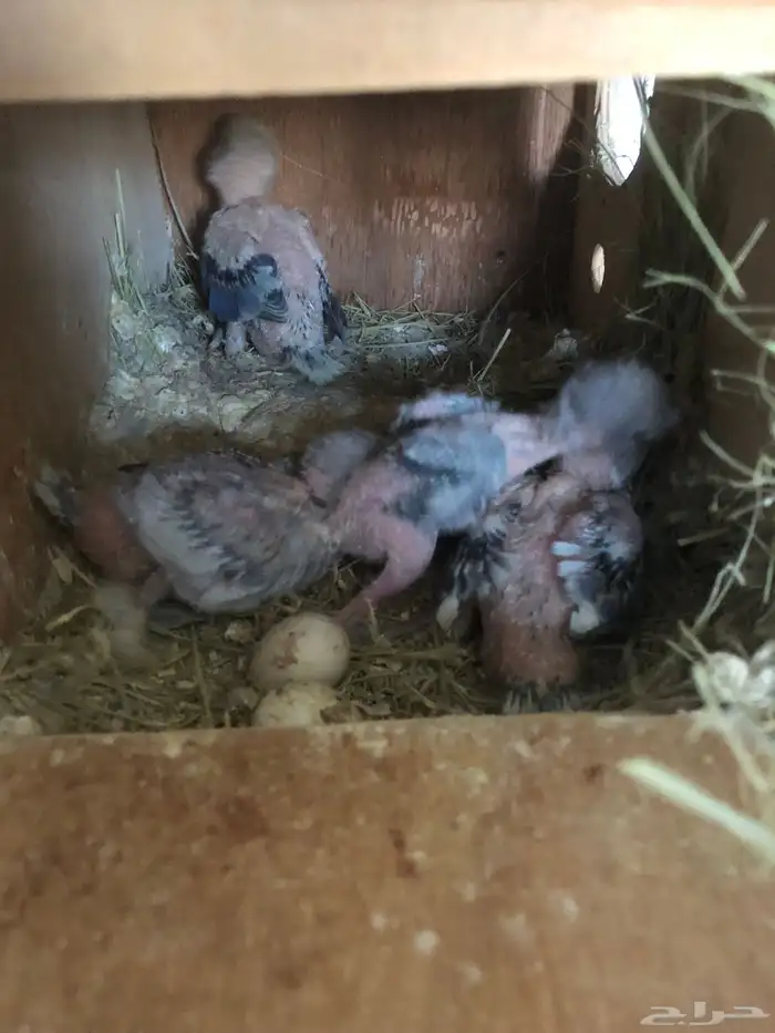 جوزين انتاج للبيع مع فروخه 3