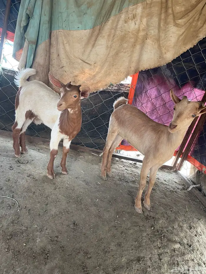 ثنين عنق العمر شهرين و3شهور الحد1200 2