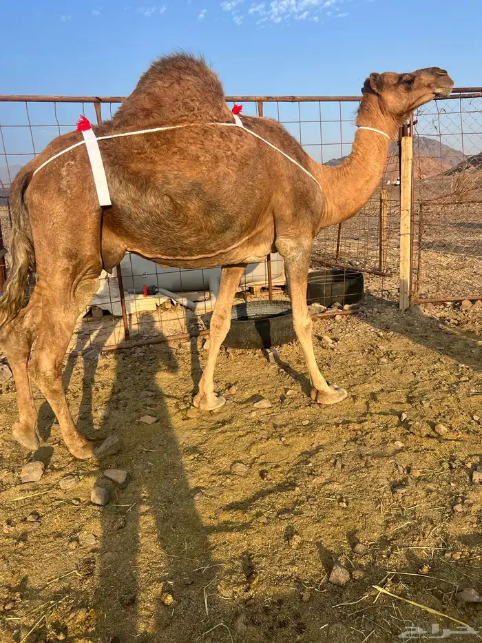 خلفه حمر ساحليه منيحه ب 9200 تم البيع 4