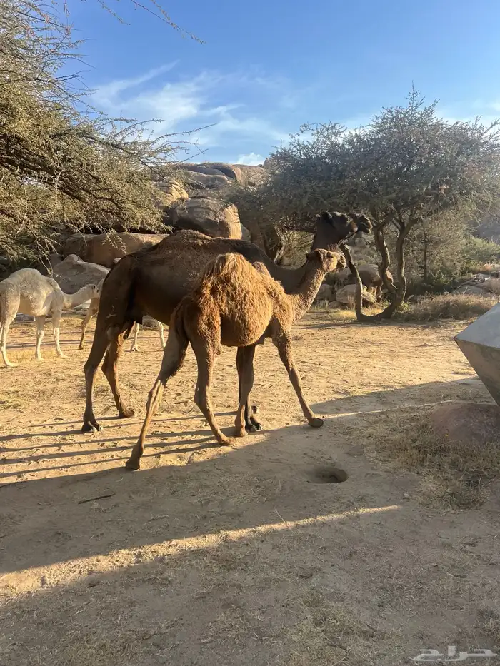 حاشي لباني على حليب امه 0