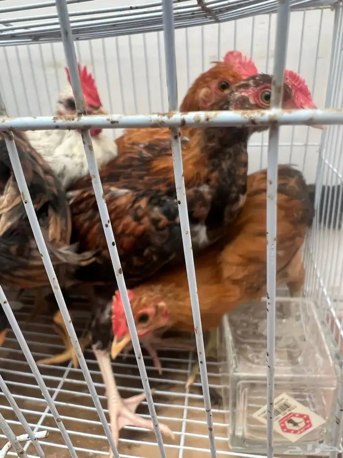 7 فراريج بلدي ديوك 1