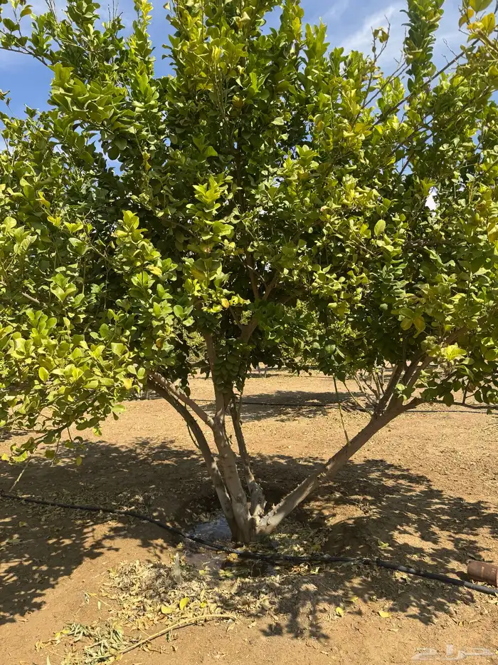 ليمون أضالي شجر كبير   من 5 بوص وأكبر مثمر العمر من 6 سنوات 0