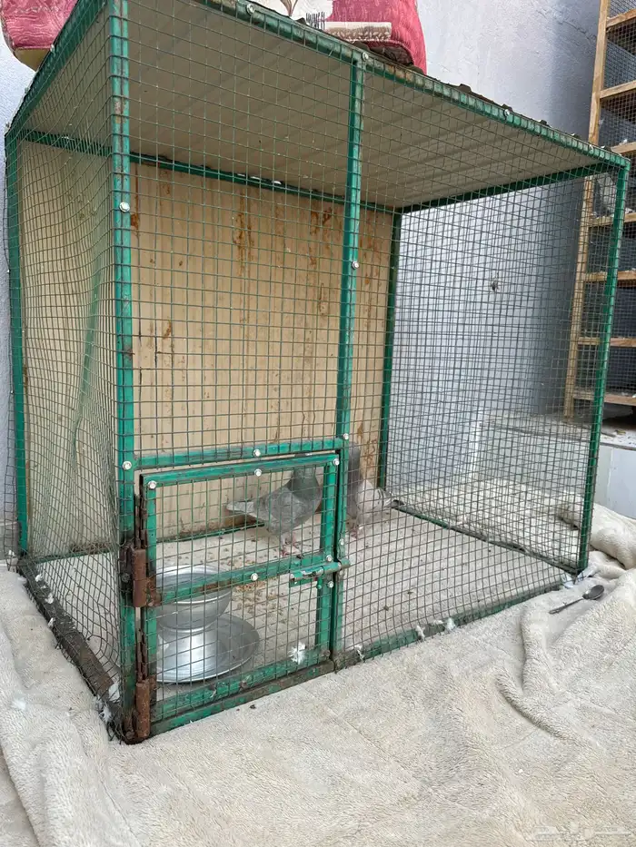 محكر حمام وقفص وحمام شرازي وكينق 8