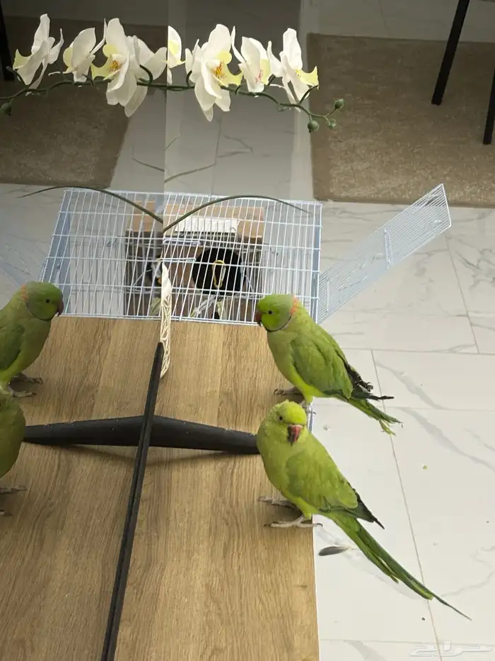 جوز دره ب 600 0