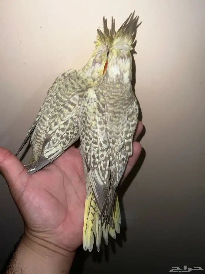 كروان بريل لاتينو 4