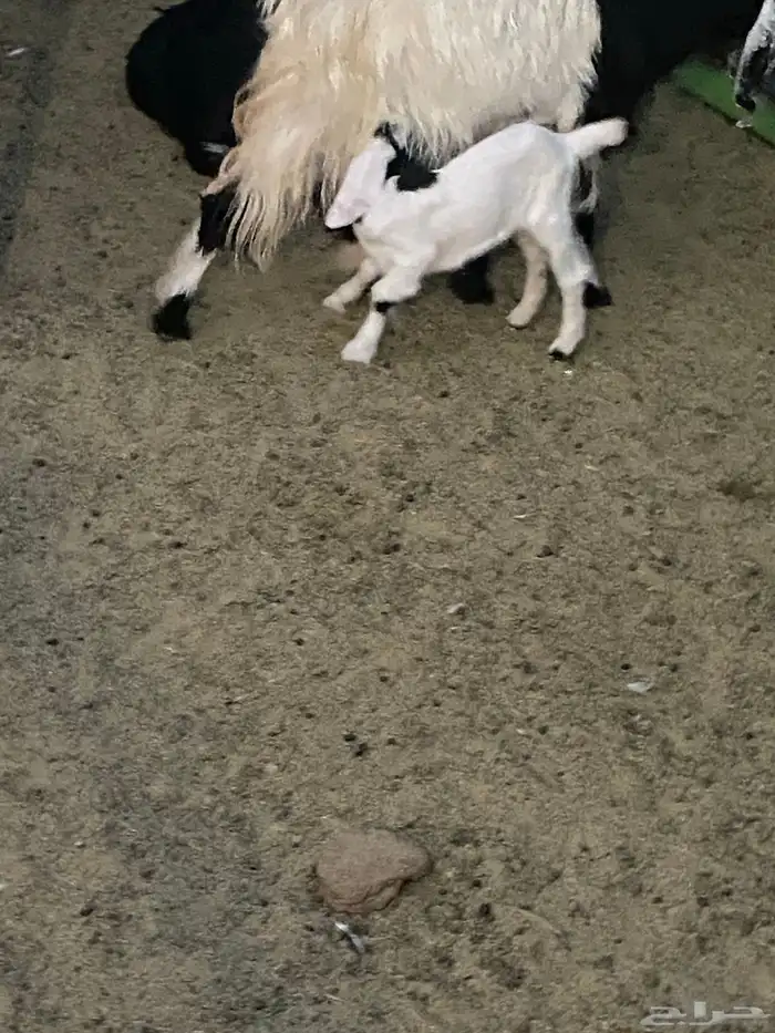 عنز والد وبنتها وعنز حواء 1