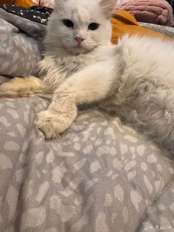 قطه هملايا شيرازي 1